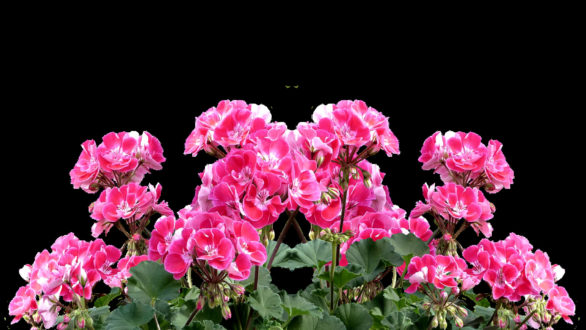 Pourquoi adopter l’huile essentielle de géranium ?