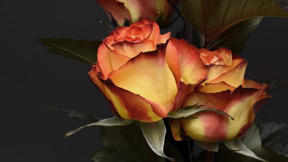 Quelle décoration pour la Saint-Valentin ?