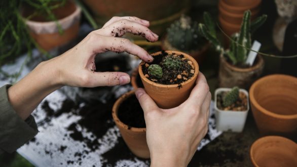 Comment entretenir ses plantes vertes ?
