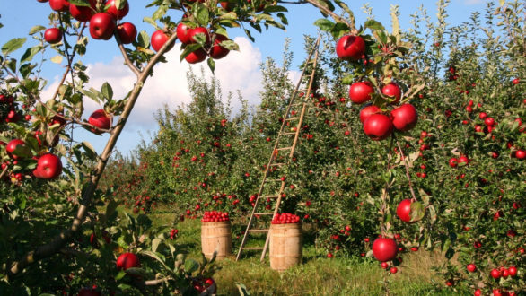 Comment choisir ses bordures de jardin ?