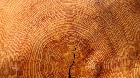 Etre dans l’air du temps avec la montre en bois française