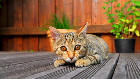 Terrasse en bois composite : voici pourquoi vous devriez la choisir