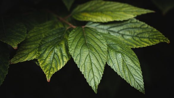 La berbérine : origine, bienfaits et contre-indications