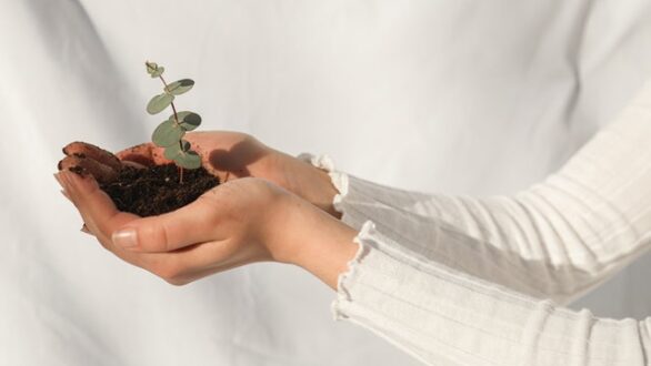 Les résolutions à prendre pour un jardin écologique