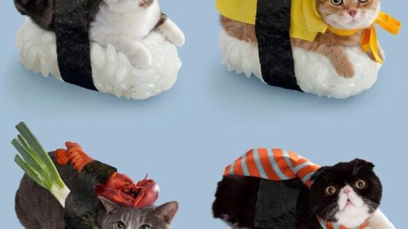 Que penser des déguisements pour chat ?