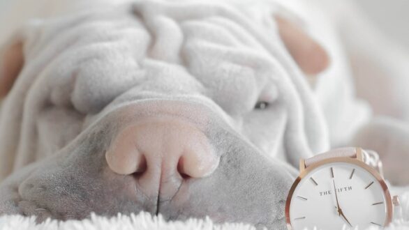 Quels sont les accessoires incontournables à avoir pour un chien ?