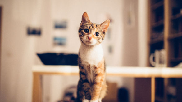 Quelle caméra utiliser pour surveiller son chat ?
